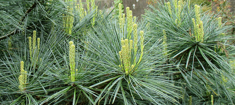 small evergreen branches