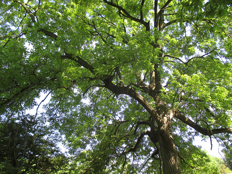 tree canopy